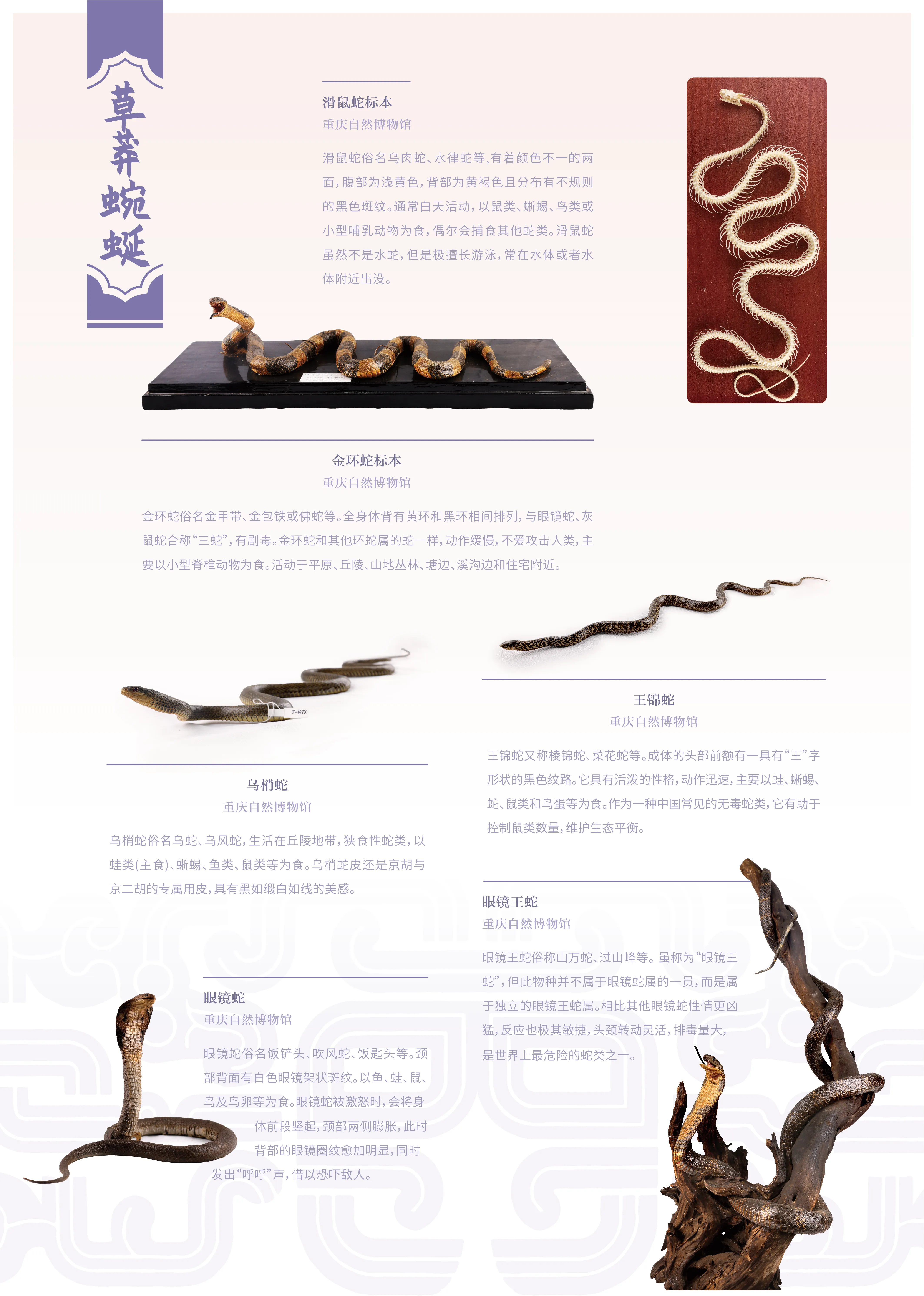 亚洲精品久久久久中文第一幕